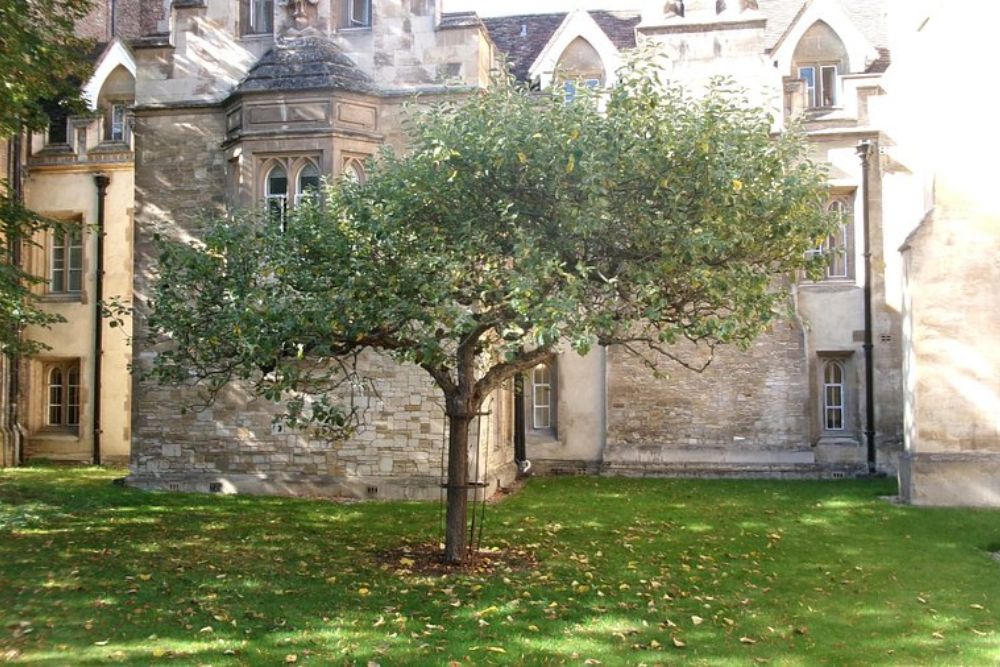 Newton’s Apple Tree Cambridge