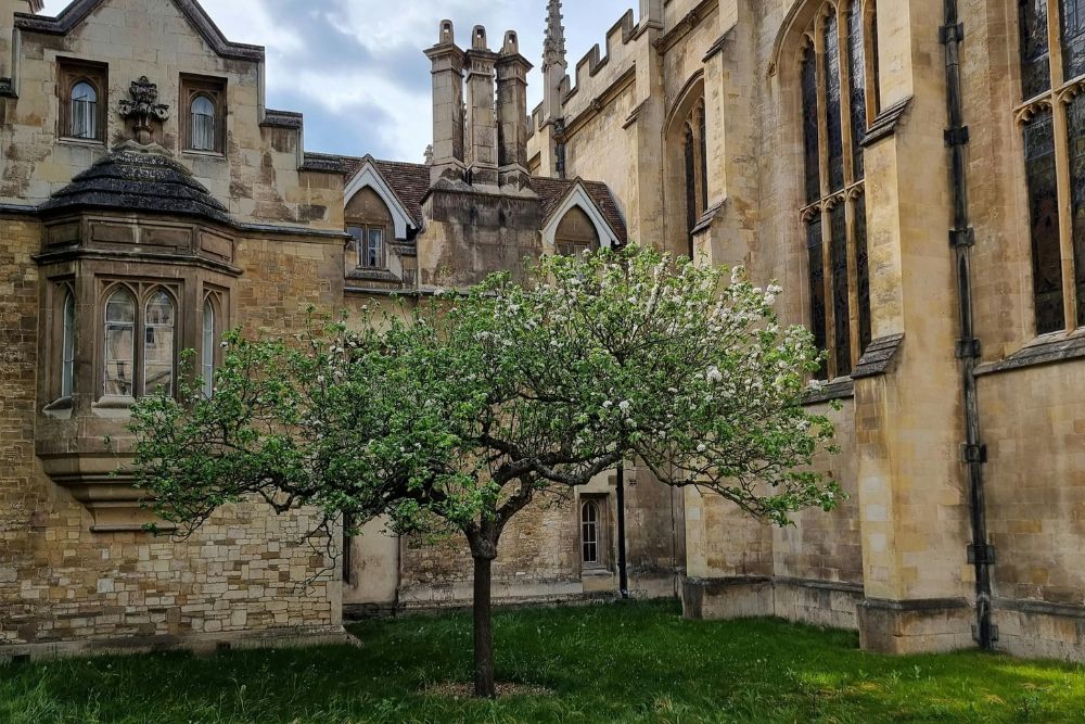 Newton’s Apple Tree Cambridge